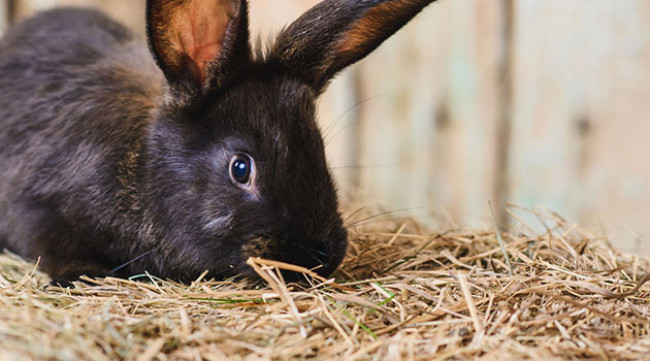 Litières pour animaux domestiques